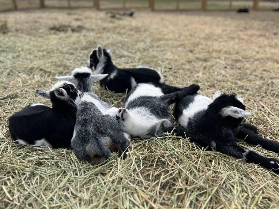 Farm Retreat With Jacuzzi, Fire Pit, Mini Goats, Mini Ponies And Mini Cows Villa San Marcos Luaran gambar
